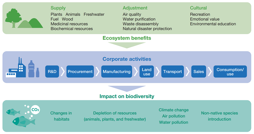 Relationship between biodiversity and business activities