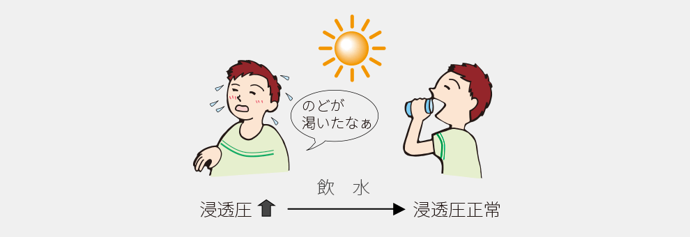 浸透圧が高くなると水を飲む