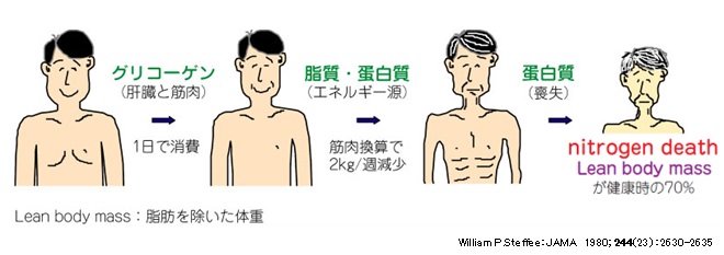栄養を摂取しない場合に窒素死に至る図解