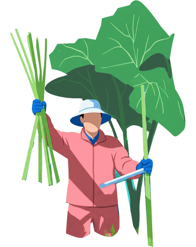 2mを超える巨大なフキ