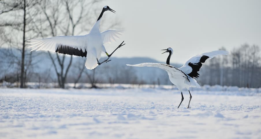 雪原で舞う2羽のタンチョウ