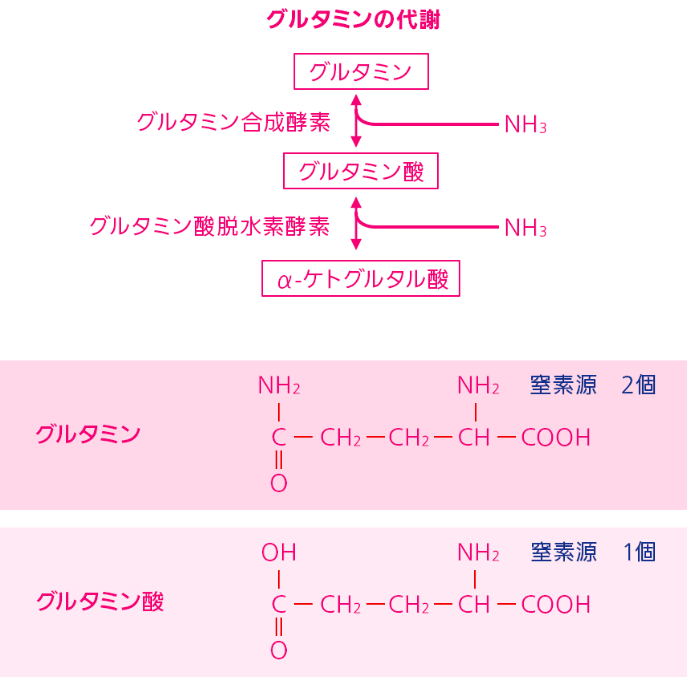 グルタミンの代謝