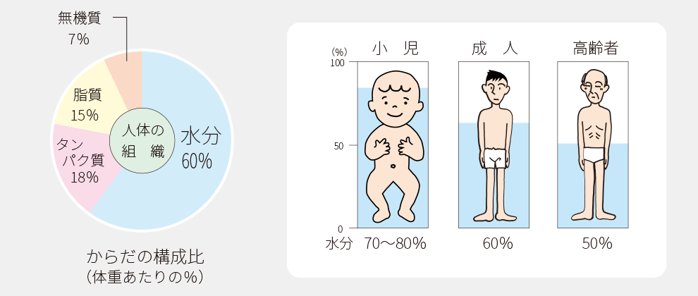 からだの構成比についてのグラフ。体液量の小児・成人・高齢者での差についての図解