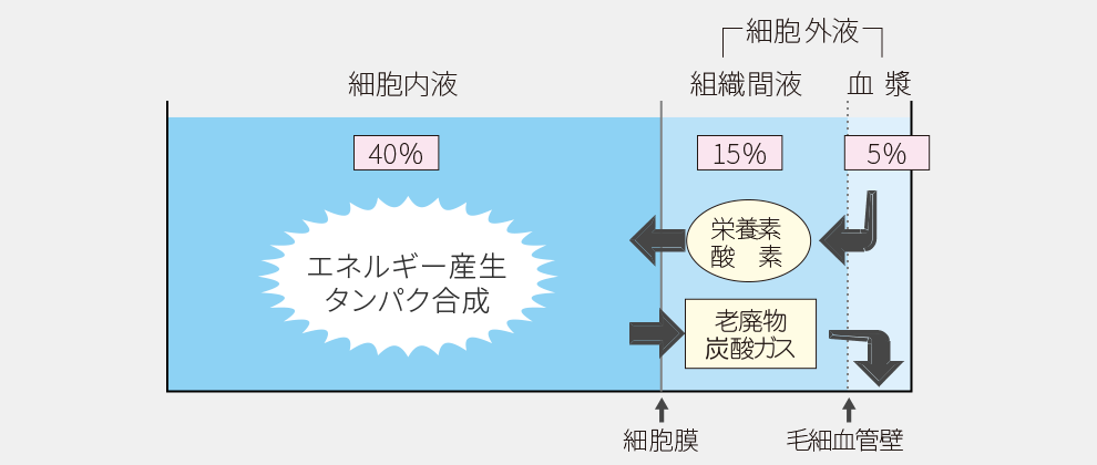 体液の電解質組成の図解