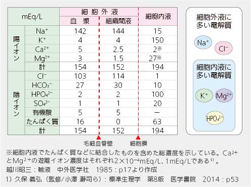 電解質の細胞外液・細胞内液の表。細胞外液に多い電解質、細胞内液に多い電解質の図解