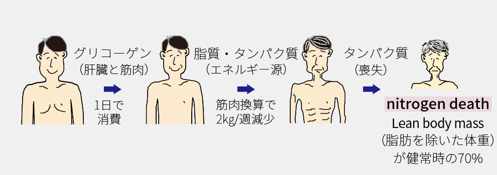 栄養を摂取しない場合に窒素死に至る図解