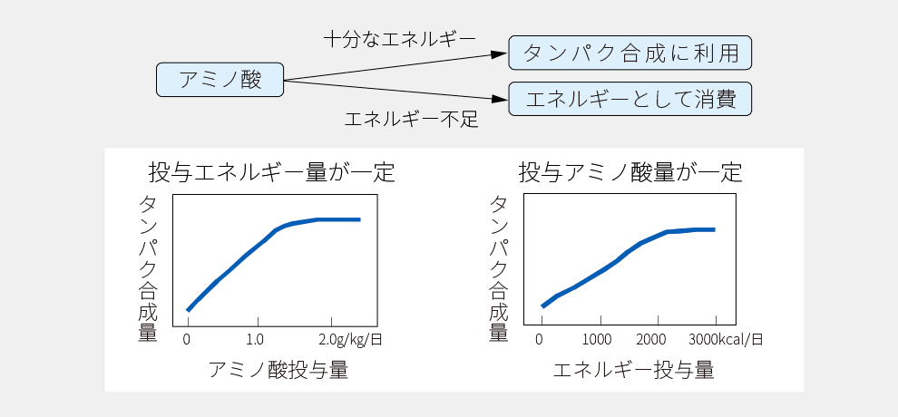 投与エネルギーが一定でアミノ酸投与量が異なる場合のタンパク合成量のグラフと、投与アミノ酸量が一定でエネルギー投与量が異なる場合のタンパク合成量のグラフ