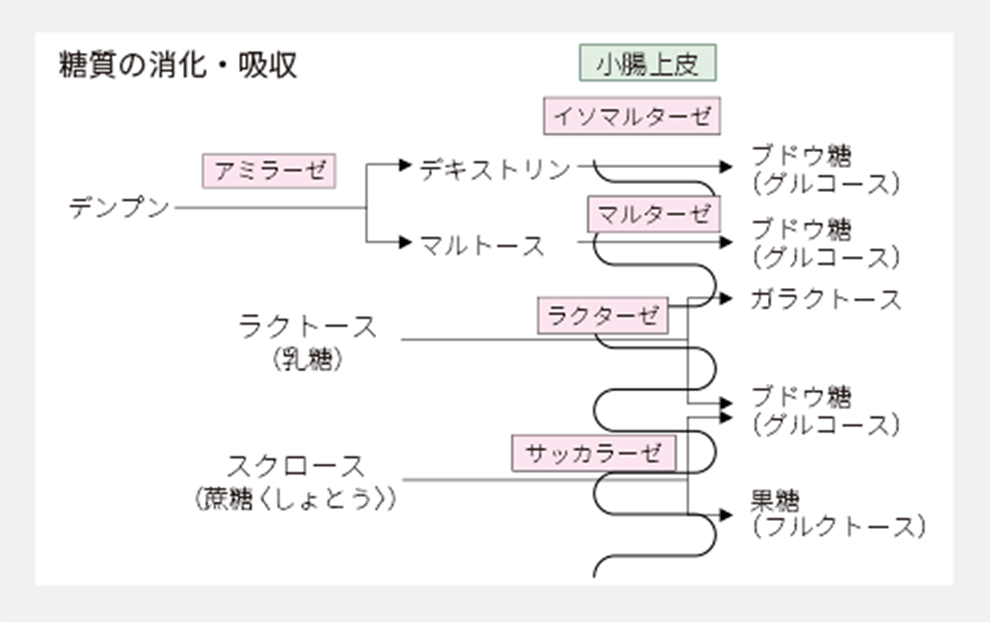 糖質の消化・吸収に関する変化