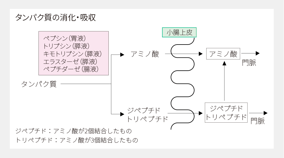 タンパク質の消化・吸収に関する変化