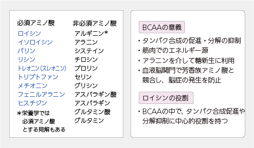 必須アミノ酸と非必須アミノ酸の区分、BCAAの意義、ロイシンの役割について