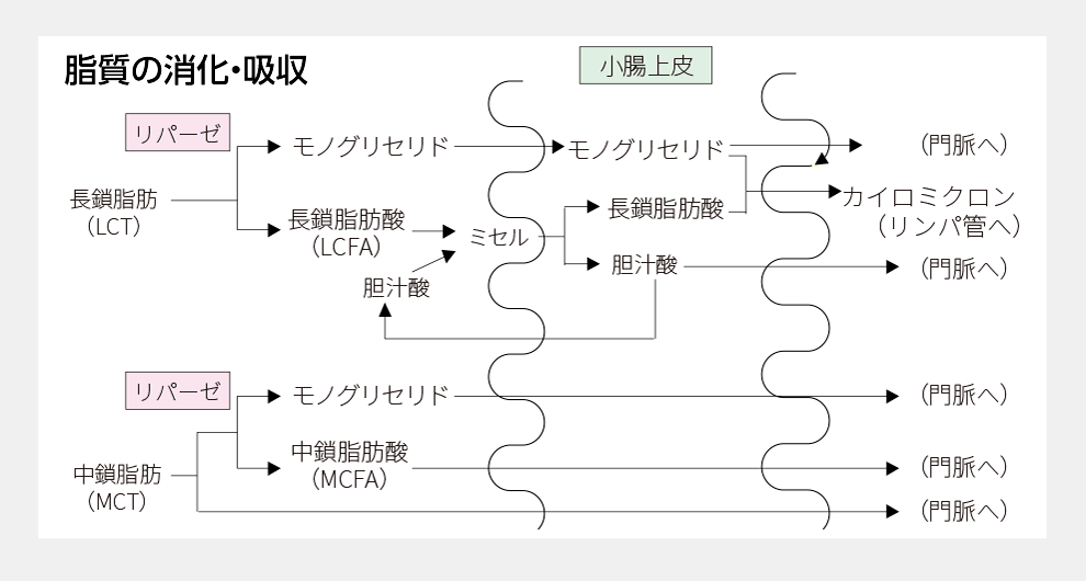 脂質の消化・吸収について変化