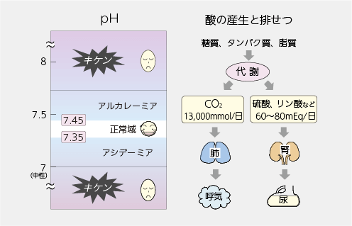 酸の産生と排せつの図